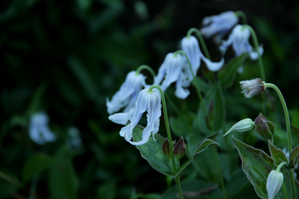clematis