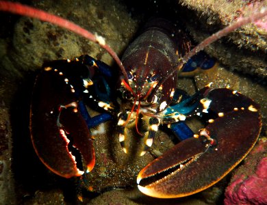 North atlantic lobster photo