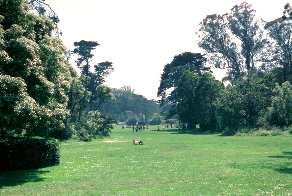Golden Gate Park Field