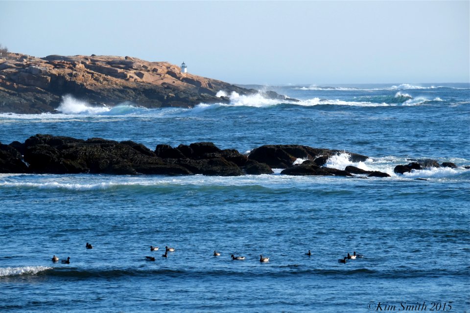 64 (Brant Geese Plum Cove)
