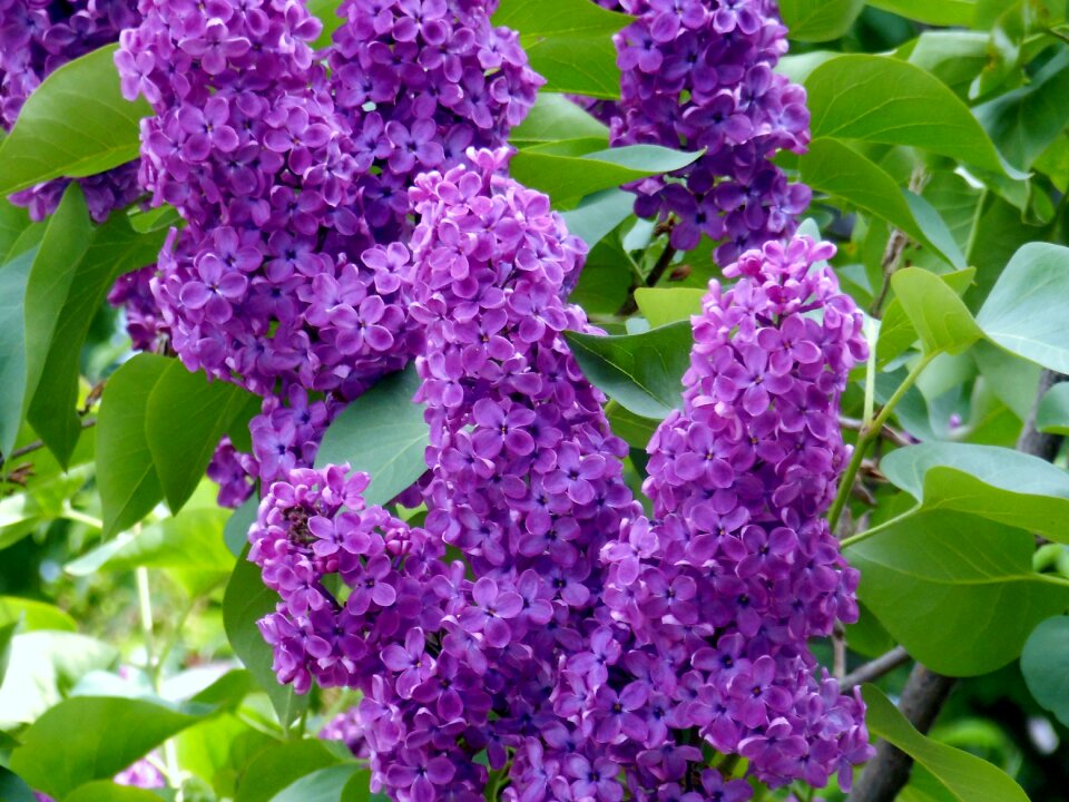 Violet flowers nature