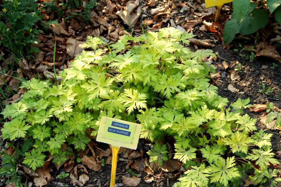 geranium blue sunrise
