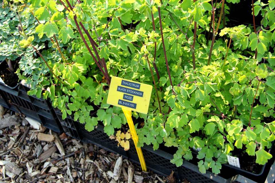 thalictrum black stockings