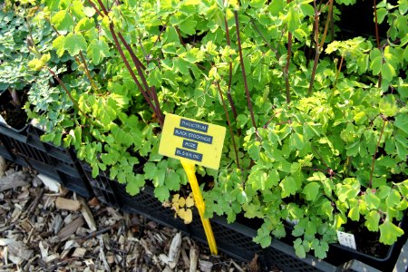 thalictrum black stockings