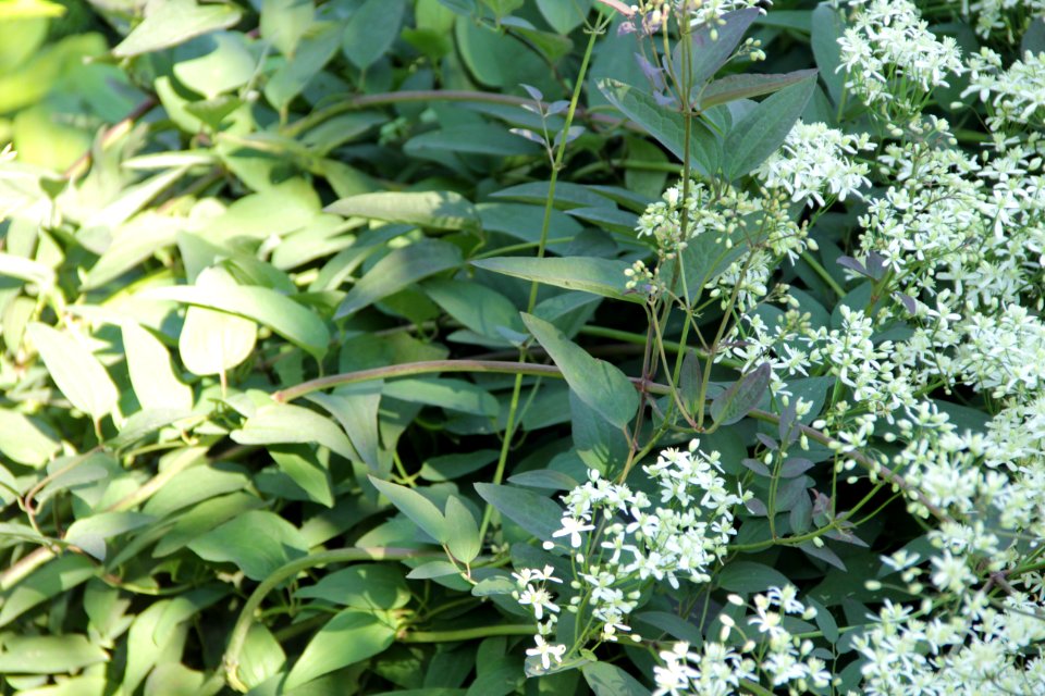 clematis