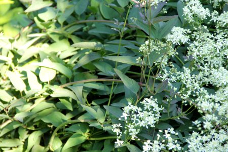 clematis