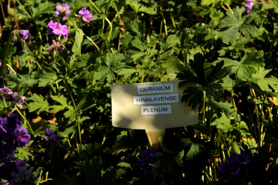 geranium himalayense plenum
