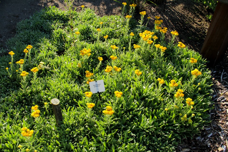 helichrysum arenarium