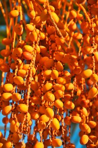 Orange tropical pattern