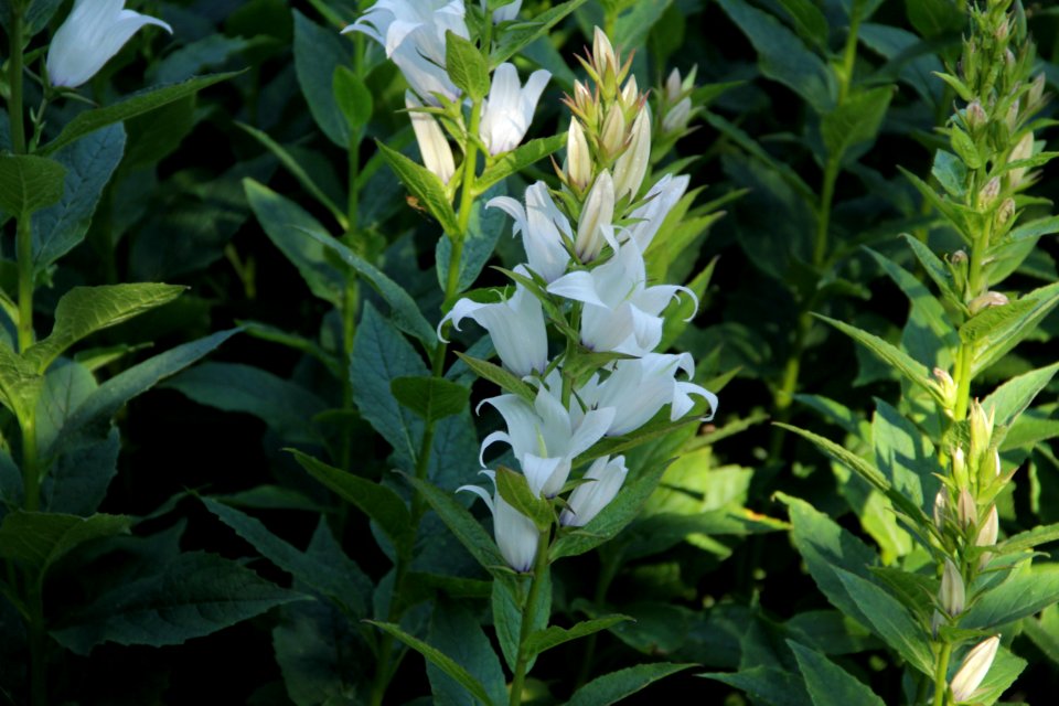 campanula latifolia