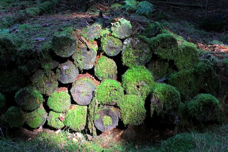 Moss tree nature