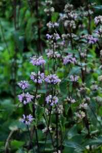 phlomis