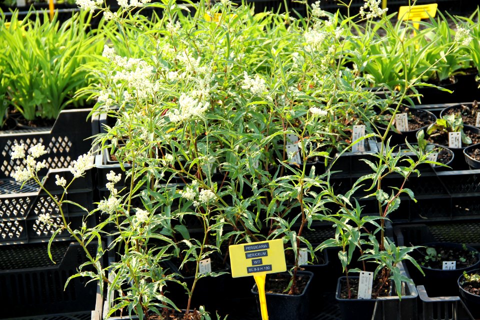 persicaria sericeum