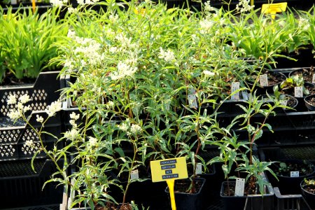 persicaria sericeum