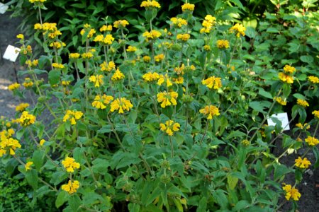 phlomis