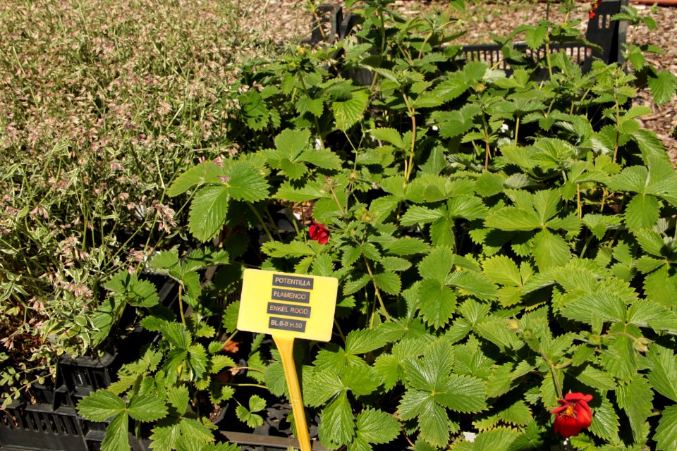 potentilla flamenco