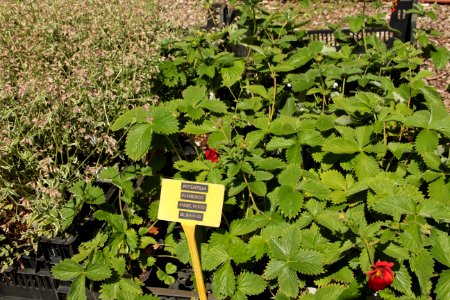 potentilla flamenco