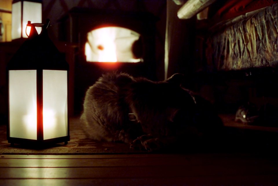 dog sleeping on cabin floor