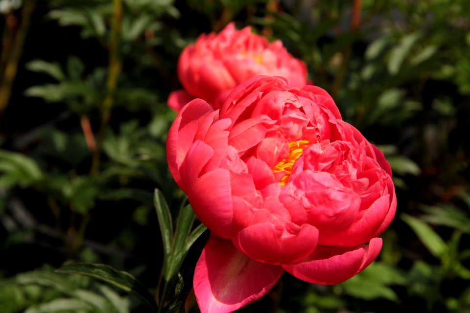 Paeonia Coral Charm