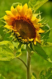 Nature yellow agriculture