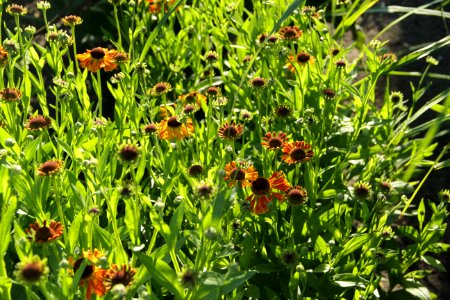 helenium waltraut