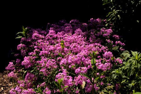 phlox