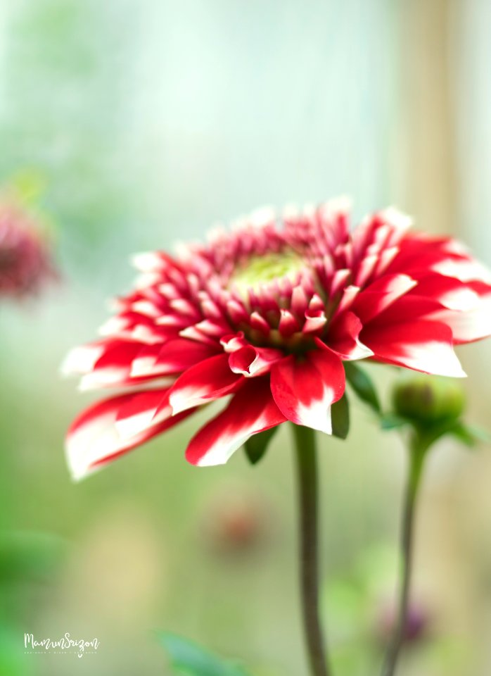 Dahlia