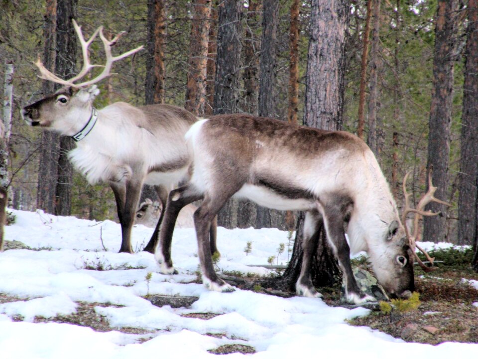 Antler animal north
