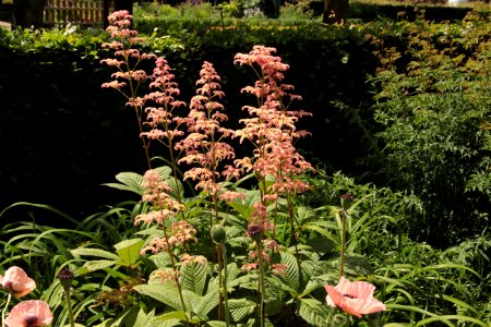 rodgersia richard bampi photo