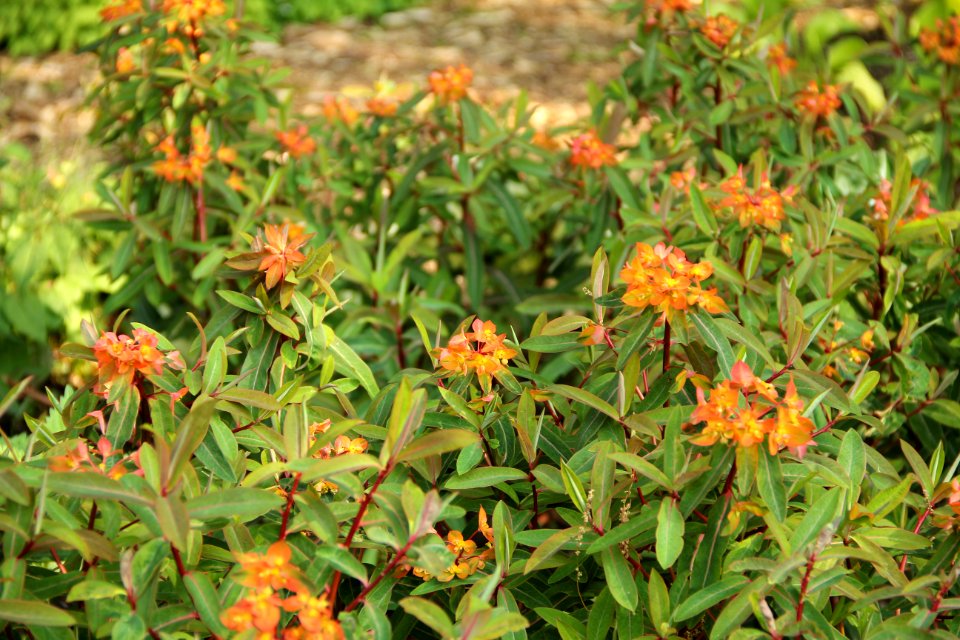 Euphorbia griff. Fireglow