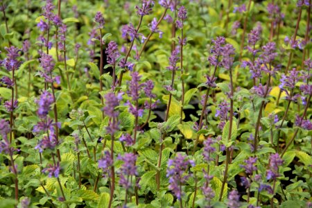 nepeta grog