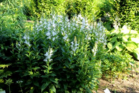 campanula latifolia