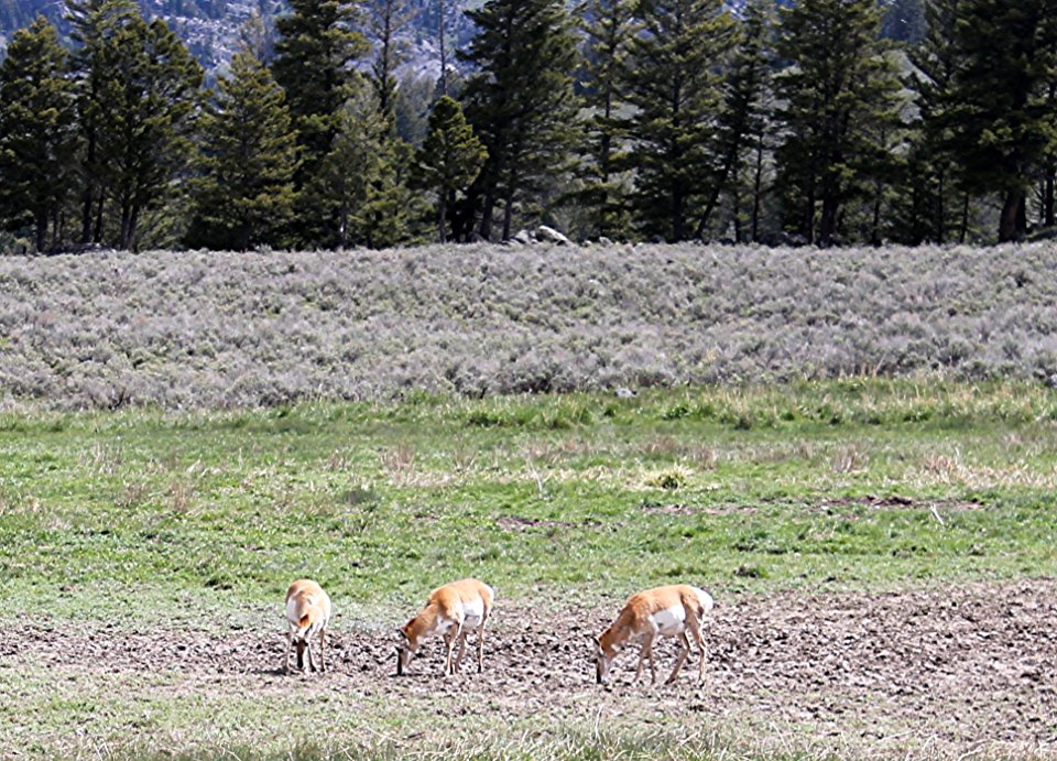 Pronghorn Antelope