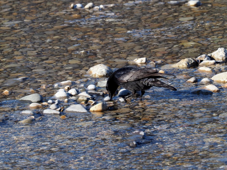 Rabenkrähe auf Futtersuche im Wasser