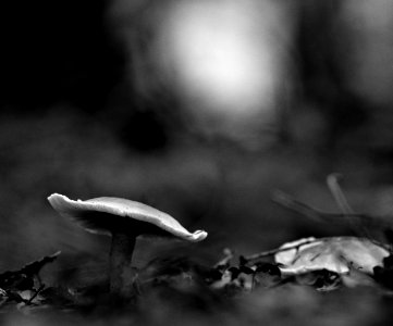 Pilze monochrom