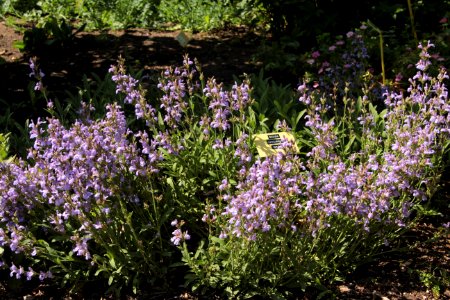 Salvia officinalis Crispa