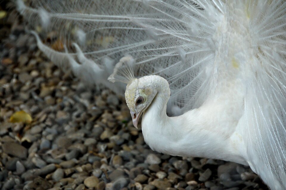 Elegant white bright