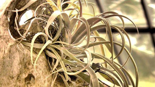 Curly Plant (HDR)