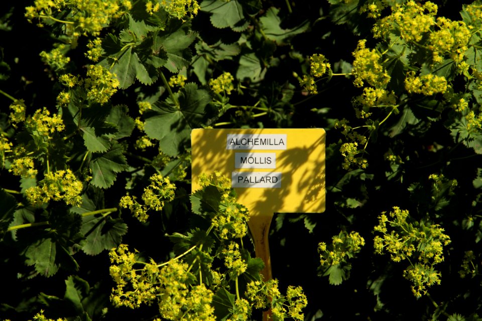 alchemilla mollis pallard