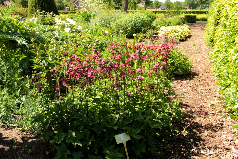 astrantia major claret