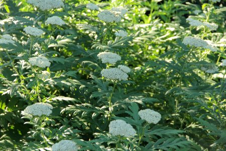 tanacetum macrophyllum
