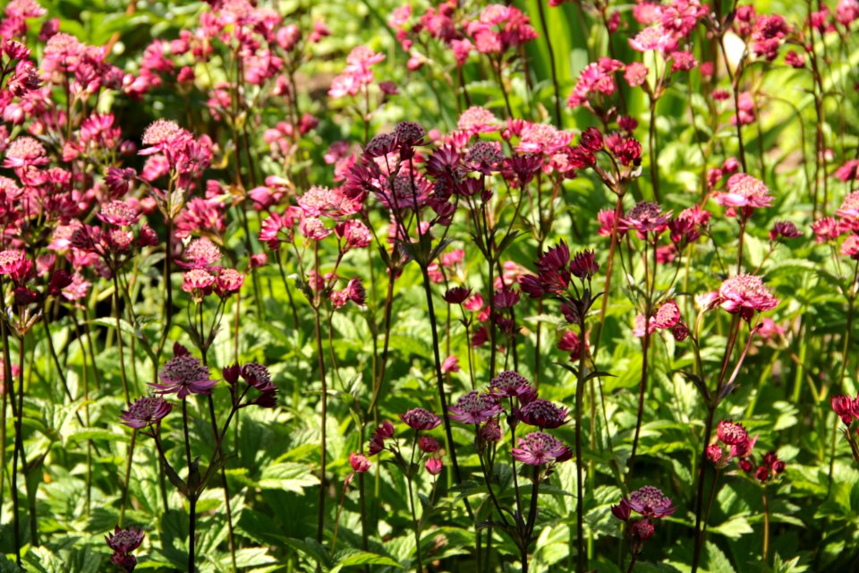 astrantia major claret
