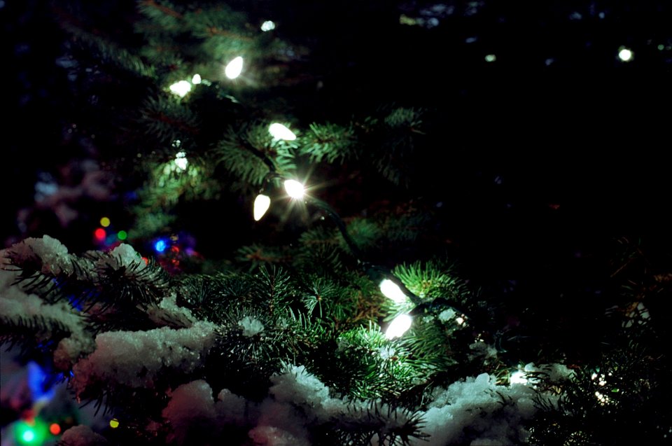 Christmas Lights on Tree