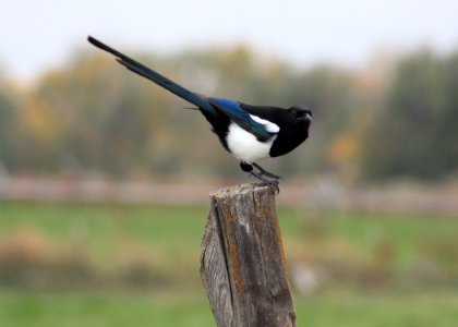 3672 magpie