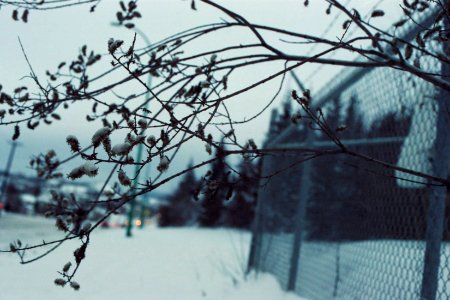 Branches Over Fence in Snow