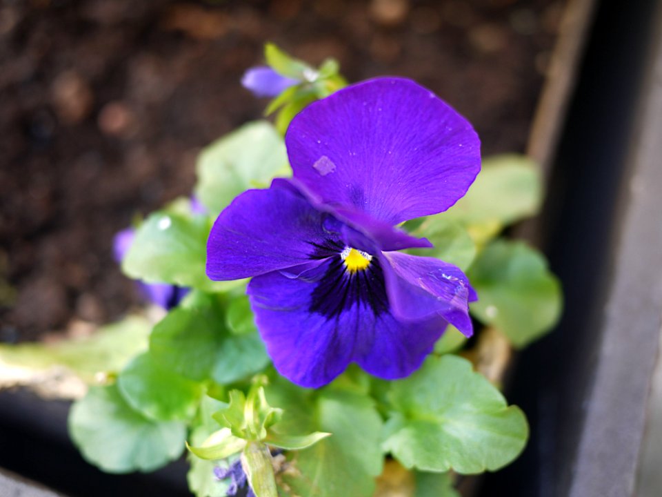 Viola x wittrockiana