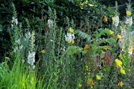 verbascum