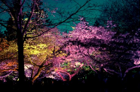 Stanley Park Sakura illumination 2