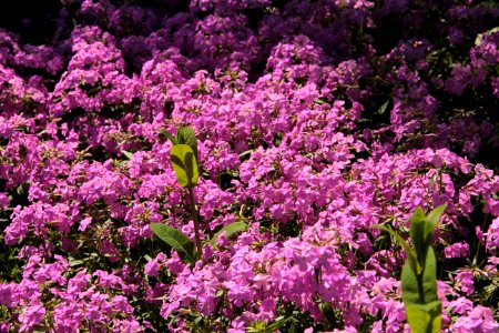 phlox
