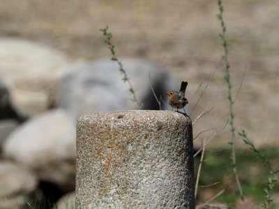 Rotkehlchen